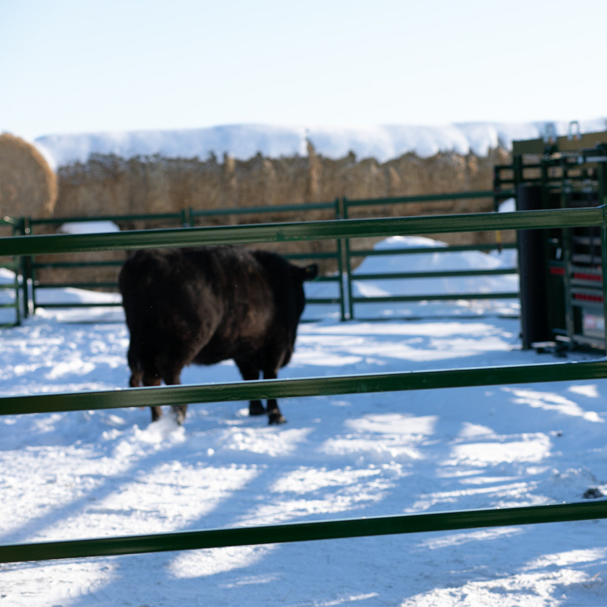 Arrow Pro Cattle Panels