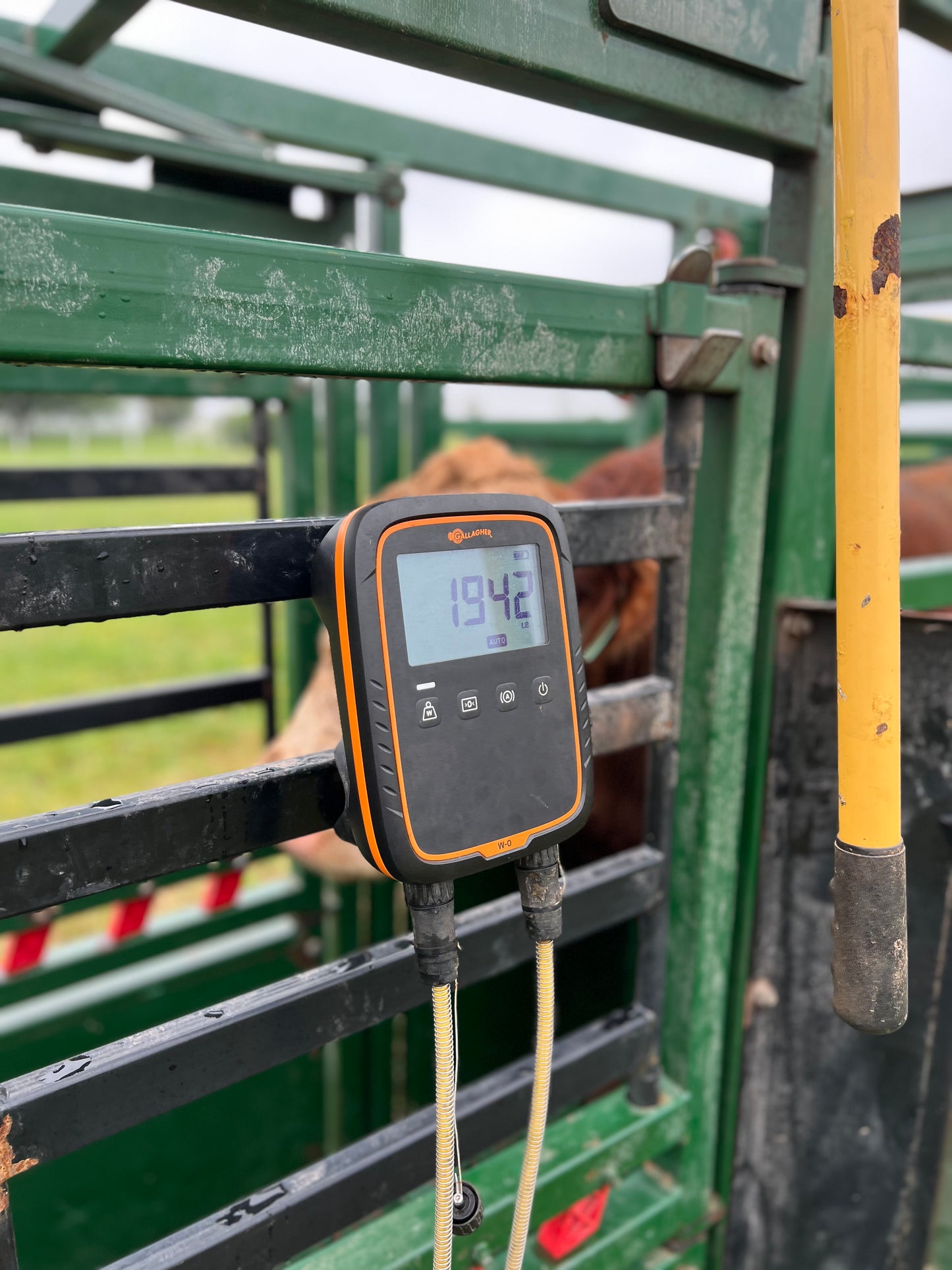 Rental- Portable 7400 Cattle handling system