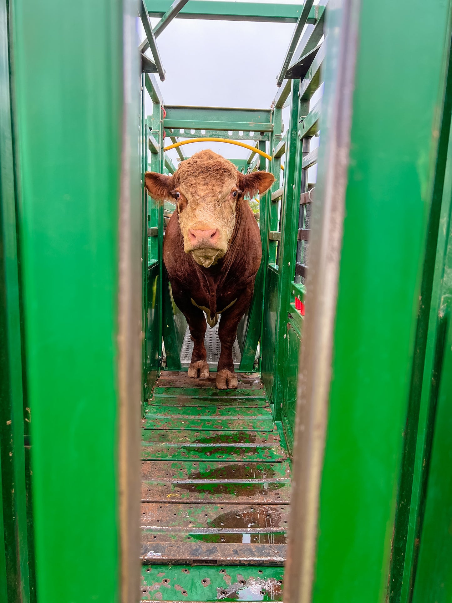 Rental- Portable 7400 Cattle handling system