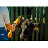 HR0 Hand Held EID Tag Reader